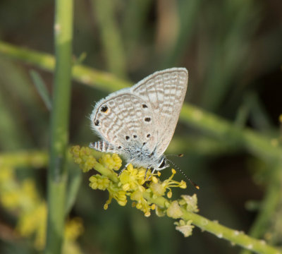 9. Anthene amarah (Gurin-Mneville, 1847) - Leaden Ciliate Blue