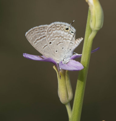 1. Chilades parrhasius (Fabricius, 1793) - Indian Cupid