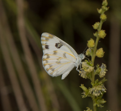 2. Pontia glauconome (Klug, 1829) - Desert White