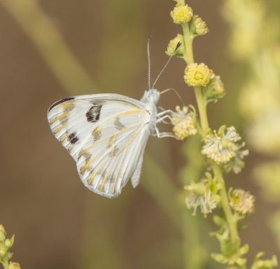 2. Pontia glauconome (Klug, 1829) - Desert White