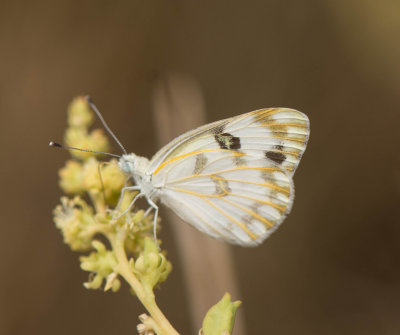 2. Pontia glauconome (Klug, 1829) - Desert White