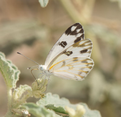 2. Pontia glauconome (Klug, 1829) - Desert White