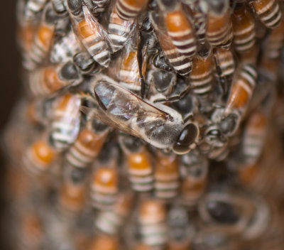 1. Apis (Micrapis) florae (Fabricius, 1787) - Asian Dwarf Bee