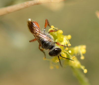 2. Astata prosii (Schmid-Egger, 2014)