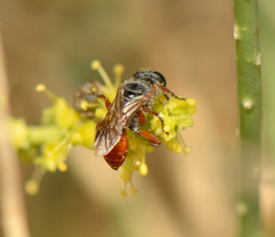 2. Astata prosii (Schmid-Egger, 2014)