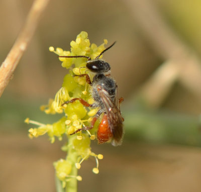 2. Astata prosii (Schmid-Egger, 2014)