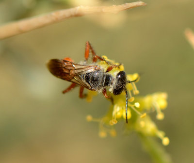 2. Astata prosii (Schmid-Egger, 2014)