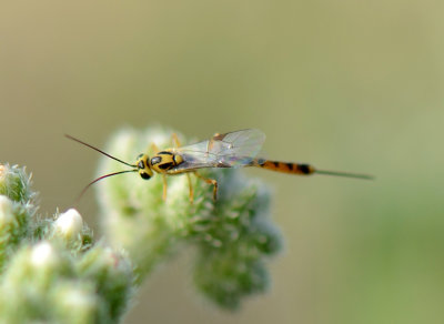 Ichneumonidae gen. sp. 2