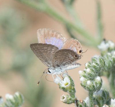 1. Chilades parrhasius (Fabricius, 1793) - Indian Cupid