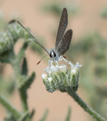 1. Chilades parrhasius (Fabricius, 1793) - Indian Cupid