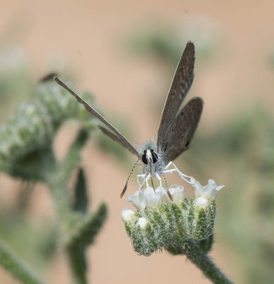 1. Chilades parrhasius (Fabricius, 1793) - Indian Cupid