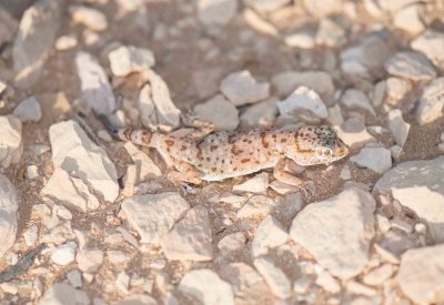 11. Eastern Sand Gecko - Stenodactylus leptocosymbotes