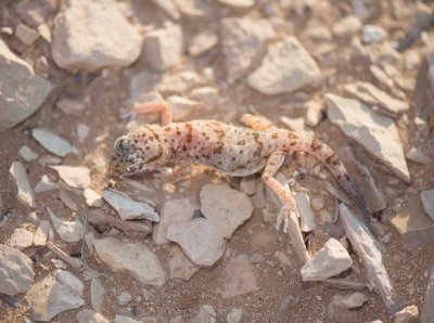 11. Eastern Sand Gecko - Stenodactylus leptocosymbotes