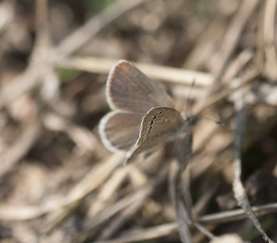 4. Zizeeria karsandra (Moore, 1865) - Dark Grass Blue