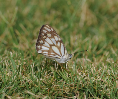 1. Belenois aurota (Fabricius, 1793) - Caper White