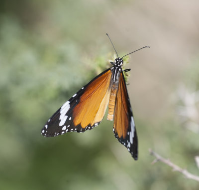 1. Danaus chrysippus (Linnaeus, 1758) -  Plain Tiger