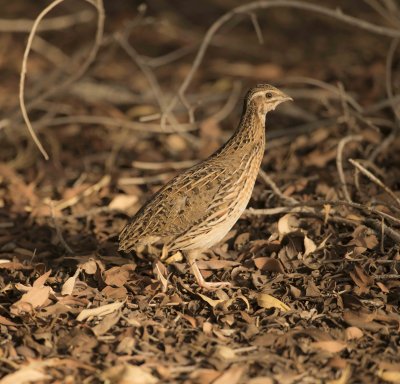 2. Common Quail - Coturnix coturnix