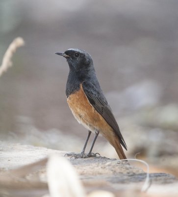 11a. Eastern Black Redstart -  Phoenicurus phoenicurus ochruros