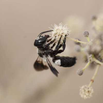 1. Megachile maxillosa (Gurin-Mneville, 1845)