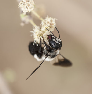 1. Megachile maxillosa (Gurin-Mneville, 1845)