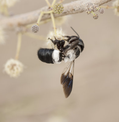 1. Megachile maxillosa (Gurin-Mneville, 1845)