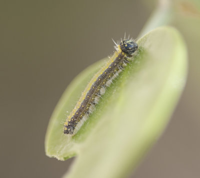 1.Belenois aurota (Fabricius, 1793) - Caper White (larvae)