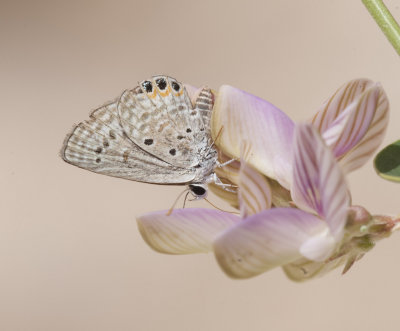 3.Chilades trochylus (Freyer, 1845) - Grass Jewel