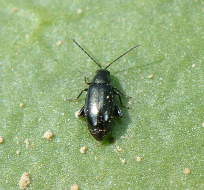 Phyllotreta sp.