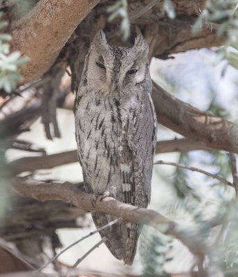 1. Pallid Scops Owl - Otus brucei