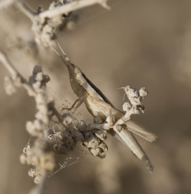 13. Ochrilidia geniculata (Bolvar, 1913)