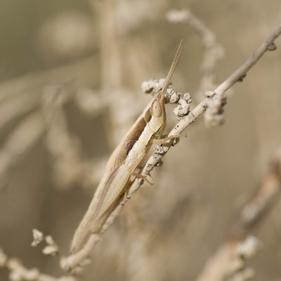 13. Ochrilidia geniculata (Bolvar, 1913)