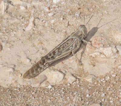 1. Schistocerca gregaria (Forsskl, 1775) - Desert Locust