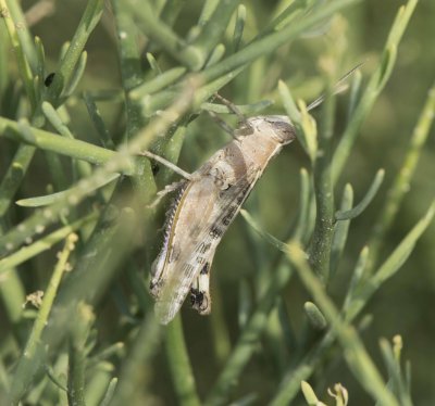 10. Heteracris annulosa annulosa (Walker, 1870)