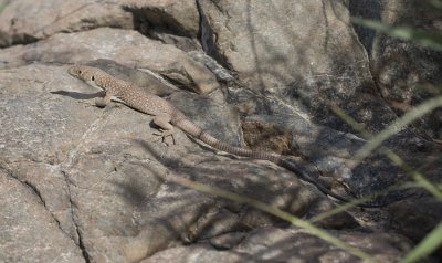 4. Jayakars Oman Lizard - Omanosaura jayakari