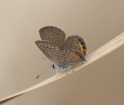 3.Chilades trochylus (Freyer, 1845) - Grass Jewel