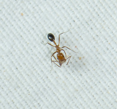 9. Monomorium niloticum (Emery, 1881)