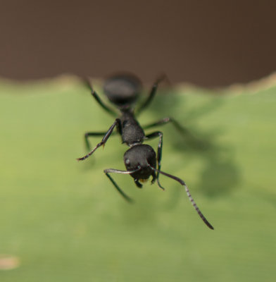 13. Polyrhachis lacteipennis (Smith, 1858)