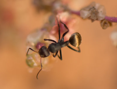 2. Camponotus sericeus (Fabricius, 1798)