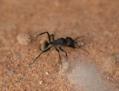 2. Camponotus sericeus (Fabricius, 1798)