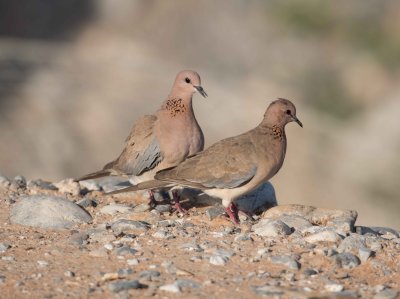 4. Laughing Dove - Streptopelia senegalensis