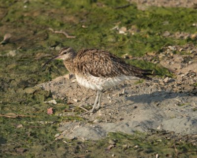 6. Whimbrel - Numenius phaeopus