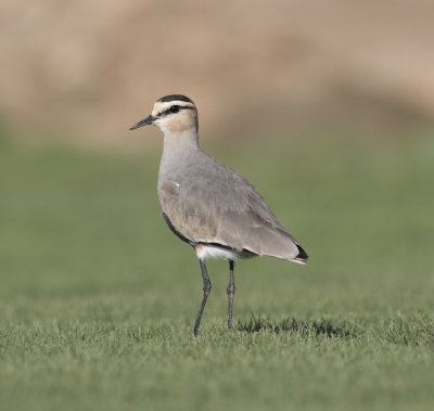 4. Sociable Lapwing - Vanellus gregarius