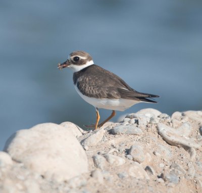 9. Common Ringed Plover - Charadrius hiaticula