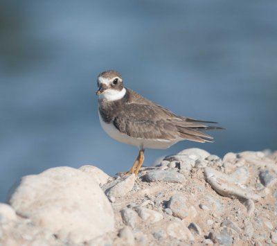 9. Common Ringed Plover - Charadrius hiaticula