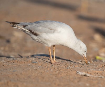 1. Slender-billed Gull - Chroicocephalus genei