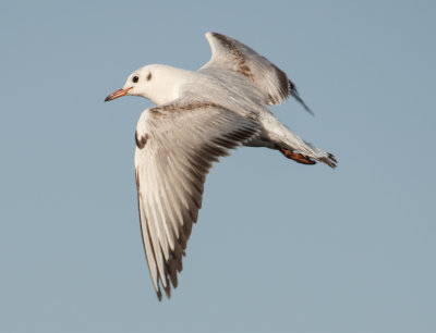 2. Common Black-headed Gull - Larus ridibundus