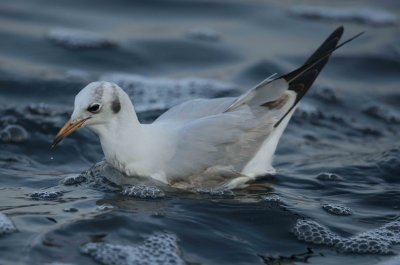 2. Common Black-headed Gull - Larus ridibundus