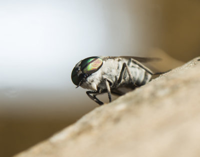 1. Tabanus unifasciatus (Loew, 1858)