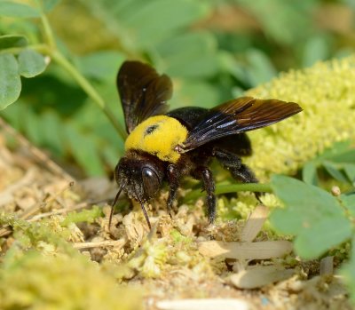 3. Xylocopa pubescens (Spinola, 1838)  - female