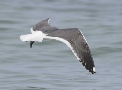 8. Lesser Black-backed Gull - Larus fuscus heuglini (third winter)